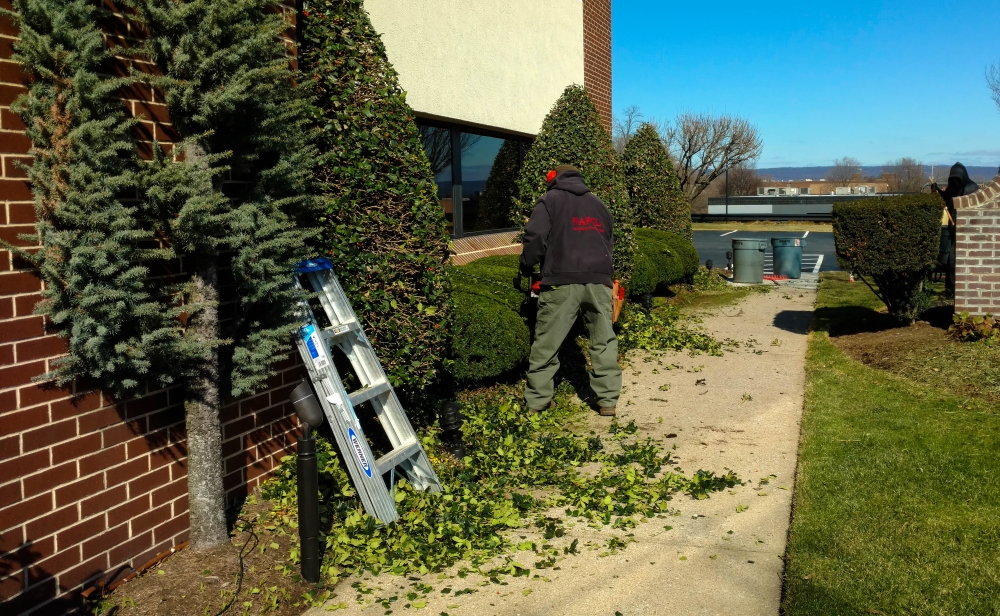Trimming bushes