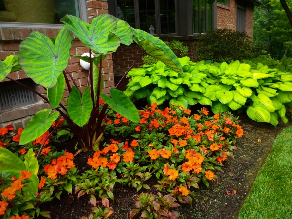 elephant ears, hostas, and impatients