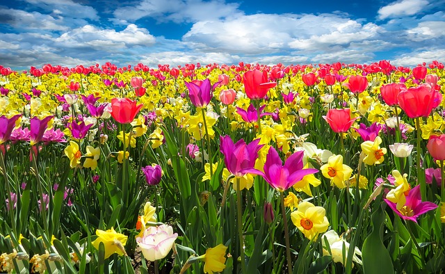 daffodils, tulips, and other spring flowers