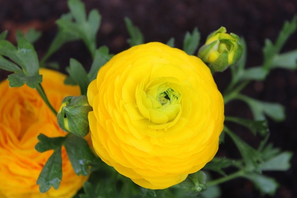 Ranunculus asiaticus