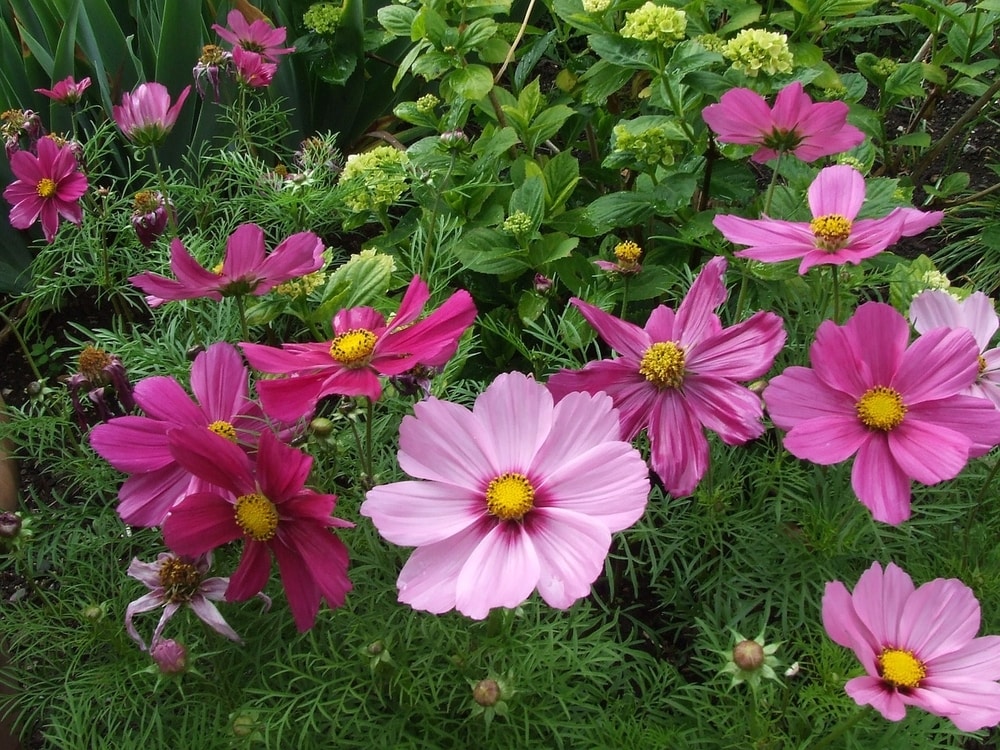Anemones
