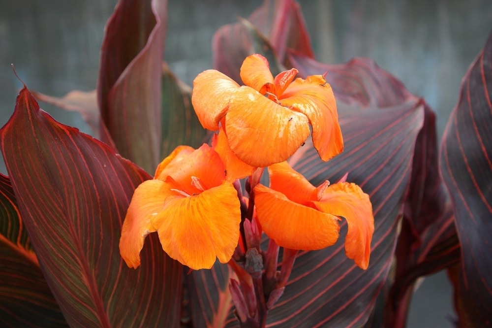 canna lily