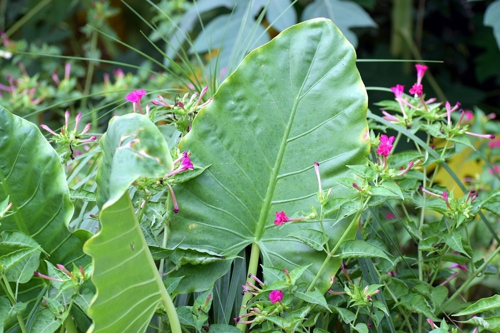 Elephant Ears