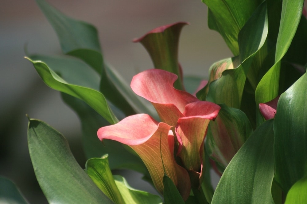 Zantedeschia
