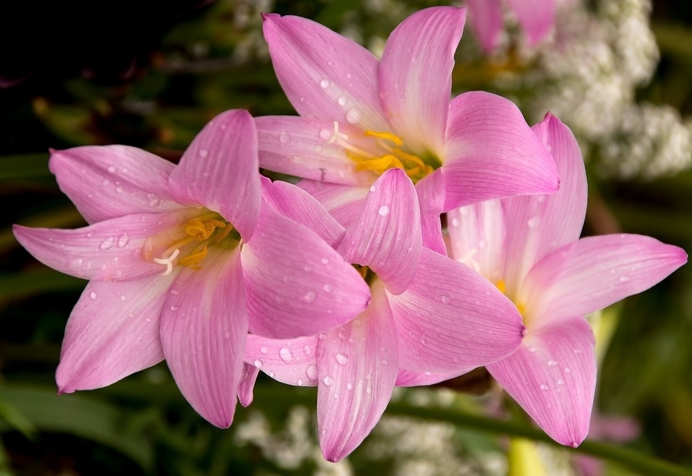 Zephyranthes