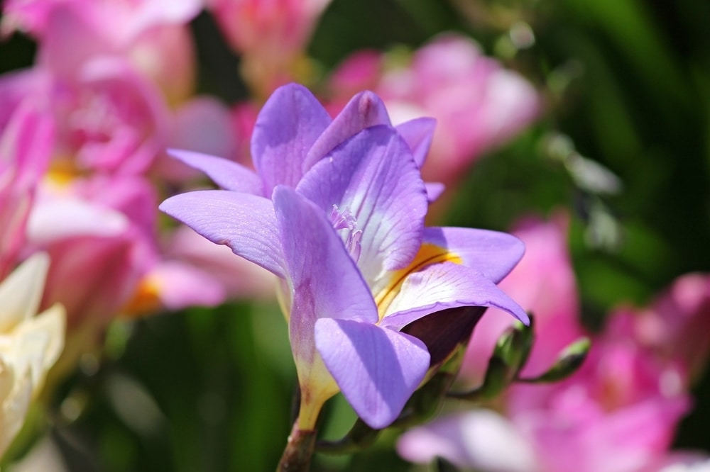 Freesia