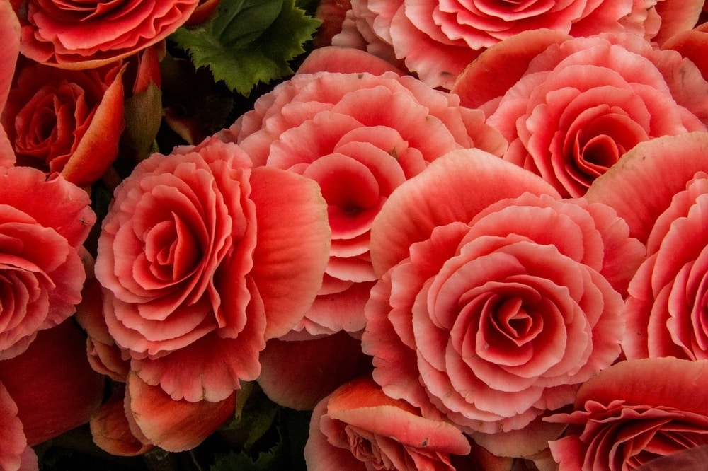 Begonias