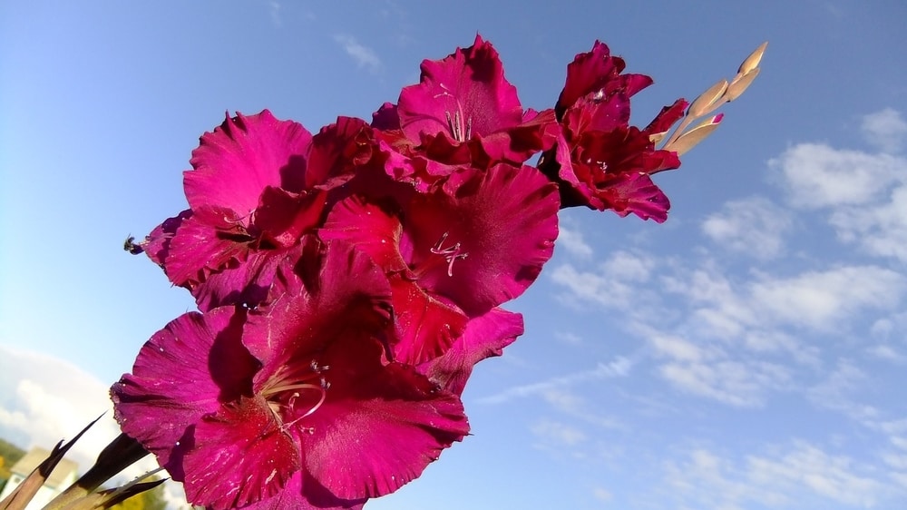 Gladiolus