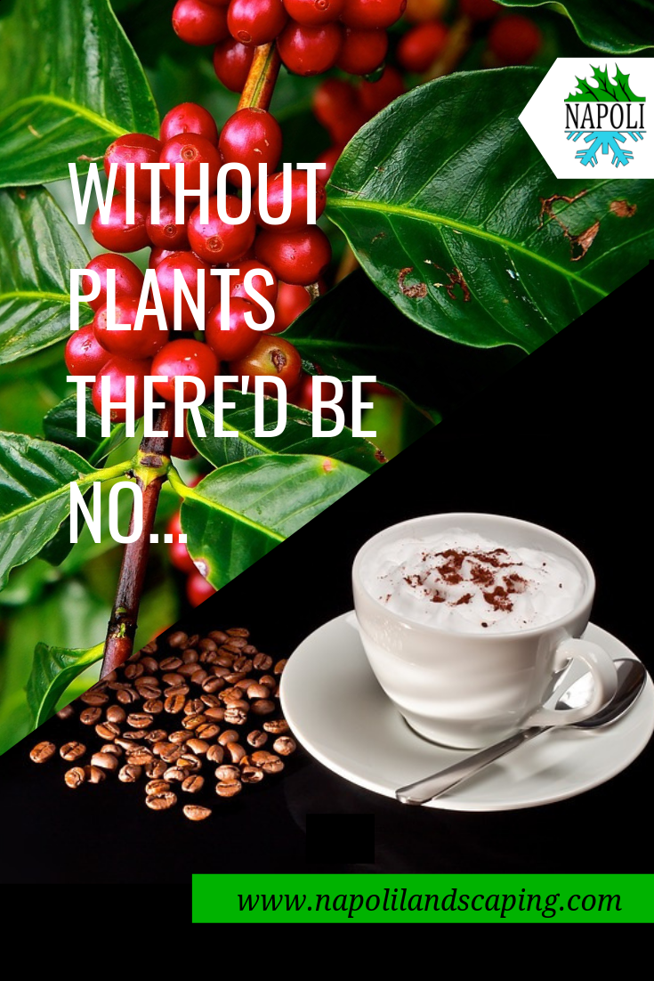 Things You’d Miss If There Were No Plants