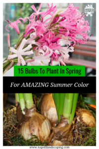 15 Bulbs To Plant In Spring For Dramatic Summer Blooms