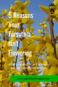 Why Isn’t My Forsythia Blooming?