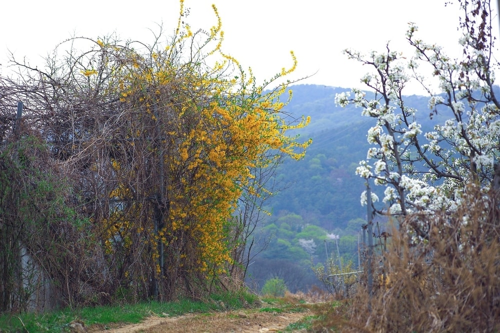 neglected forsythia