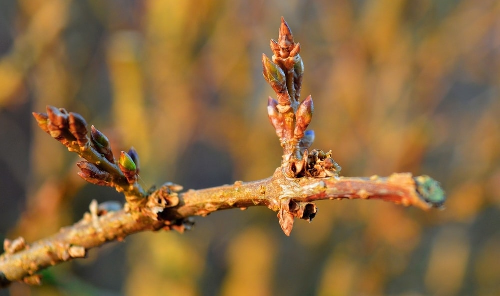 pruned forsythia